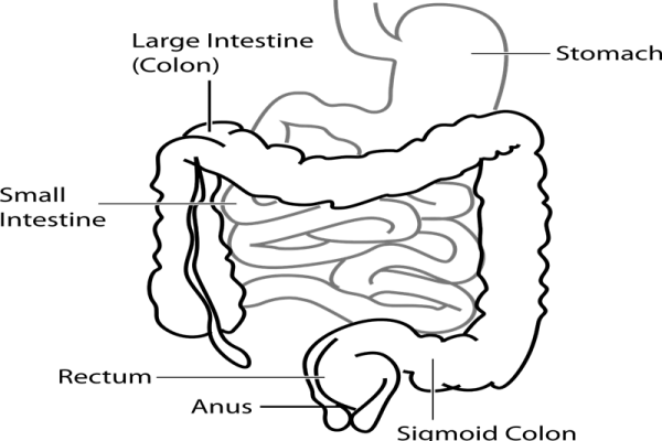 Leaky gut – utæt tarm