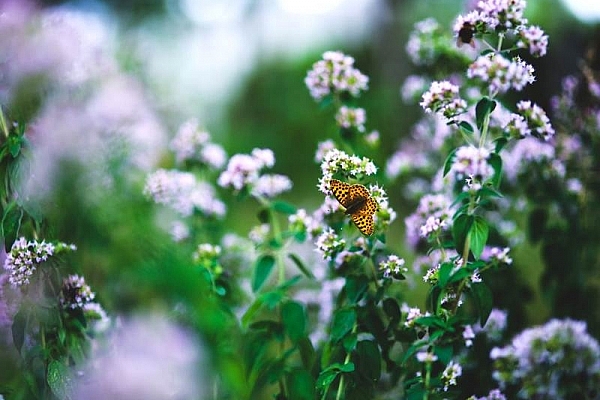 Viden om – oregano
